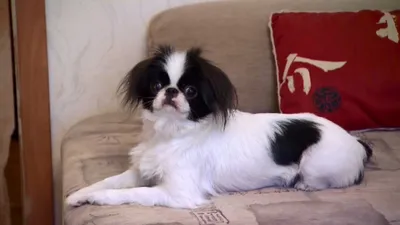 Собаки и люди: порода японский хин и полезные лакомства - YouTube
