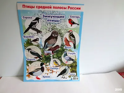 Птицы средней полосы россии (42 лучших фото)