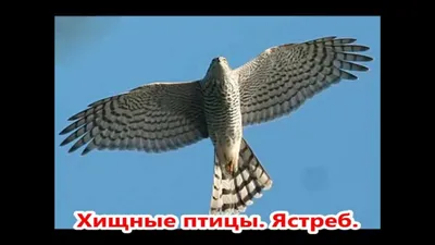 Хищные птицы России | Фото и описание хищных птиц