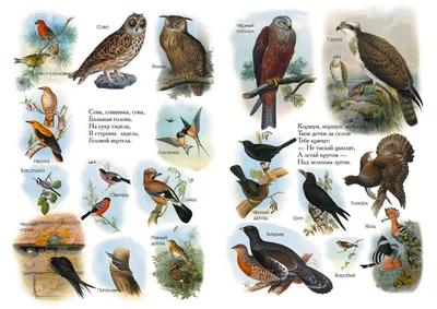 Хищные птицы средней полосы россии с названиями фото