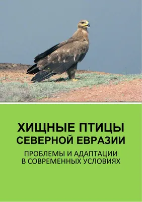 Птицы Арктики – GoArctic.ru – Портал о развитии Арктики