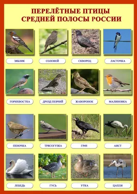 Лесные птицы средней полосы - 92 фото