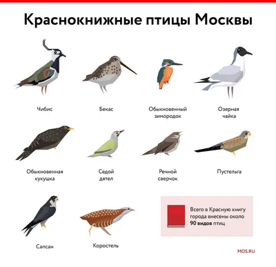 Птицы обитающие в россии - 73 фото