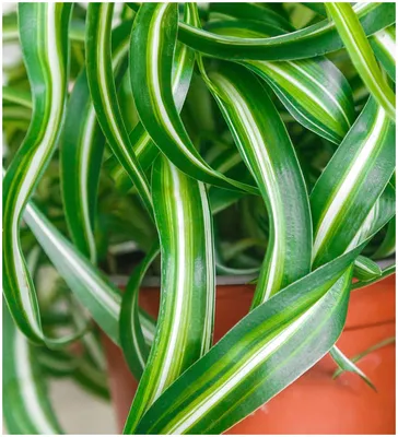 Комнатное растение Хлорофитум Бонни, высота 20 см. Грунт для пересадки в  подарок — купить в интернет-магазине по низкой цене на Яндекс Маркете