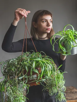 ХЛОРОФИТУМ БОННИ - Botanic Craft | Цветы и растения в Хабаровске
