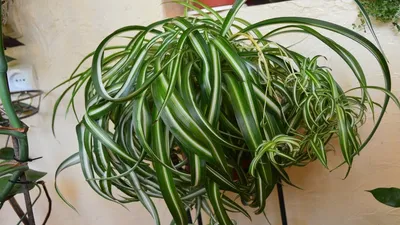 Chlorophytum Bonnie. How easy is it to multiply the curly chlorophytum of  Bonnie? - YouTube