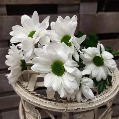 Хризантема Кустовая Бакарди белая поштучно, Цветы и подарки в Москве,  купить по цене 350 руб, Цветы поштучно в Королевский цветок на Юбилейном с  доставкой | Flowwow