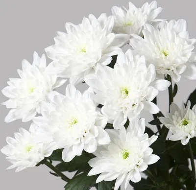 Хризантема кустовая Балтика - Акция на цветы 25 Роз - 2500 руб. Доставка по  Балашихе Бесплатно!!!