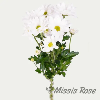 Хризантема Бакарди (белая) - купить по выгодной цене | Missis Rose