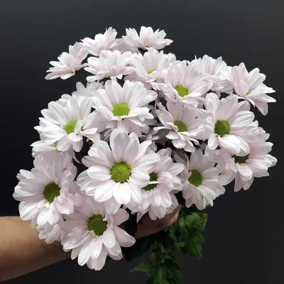 Белая хризантема бакарди - 83 фото