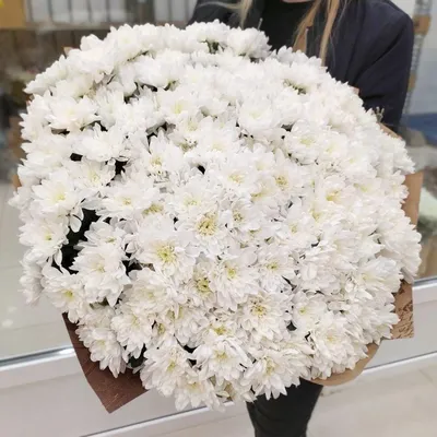 Хризантема кустовая Балтика белая купить с доставкой от интернет-магазина  Цветландия 24