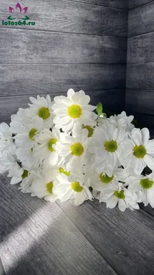 Хризантема кустовая белая Бакарди купить по цене 160 р. с доставкой в  Энгельсе