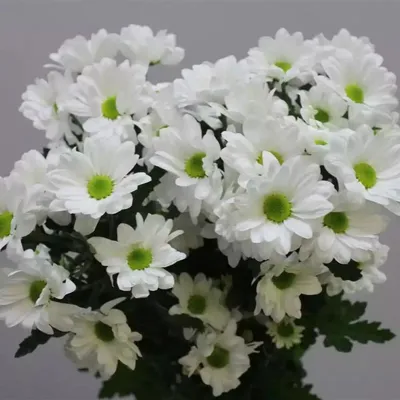 Хризантема куставая бакарди белая, Цветы и подарки в Москве, купить по цене  390 руб, Цветы поштучно в Floramils с доставкой | Flowwow