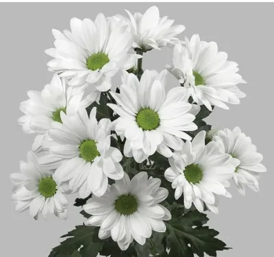 Хризантема белая 2023. Купить цветы в Могилеве с доставкой