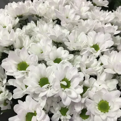 Хризантема бакарди белая (76 фото) »