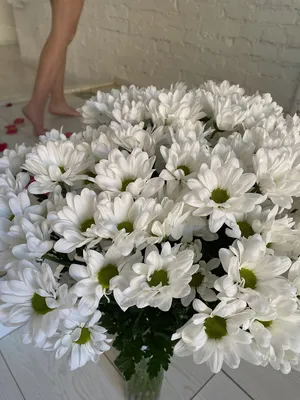 Хризантема кустовая ромашковая Бакарди белая купить с доставкой от  интернет-магазина Цветландия 24