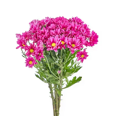 Хризантема кустовая ромашковая фиолетовая