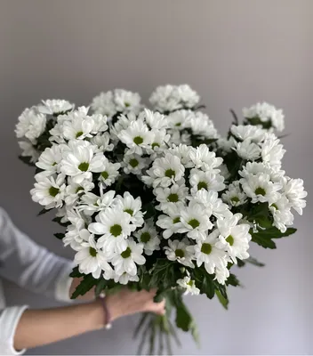 Кустовая хризантема Ромашковая
