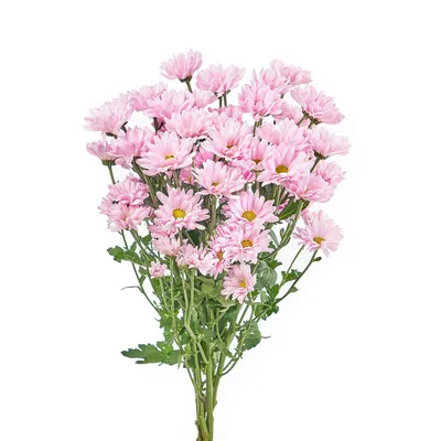 Хризантема кустовая ромашковая розовая