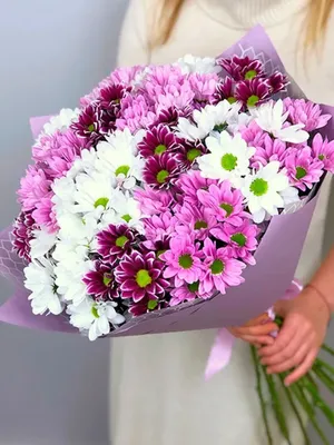 25 кустовых хризантем со статицей купить в СПб в интернет-магазине  Семицветик✿