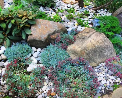 Рокарий - сад камней | Идеи озеленения, Дизайн сада камней, Дизайн сада