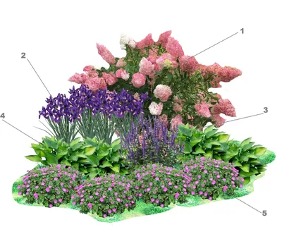 Эффектная \"ленивая\" клумба из многолетников: схема | Дизайн розового сада,  Цветник, Ули чные растения