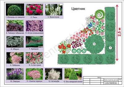 Клумба из многолетников непрерывного цветения: схемы посадки для начинающих  с описанием цветов