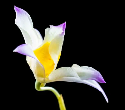 Дикая Орхидея Цветок - Бесплатное фото на Pixabay - Pixabay
