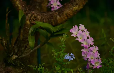 Дикая орхидея | Пикабу