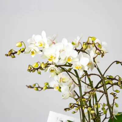 Орхидея дикая форма купить в Москве