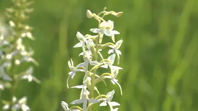 Цветы сорта Дикая орхидея - что это, описание и уход, на фото показана  дикорастущая орхидея, раскрываем другое название, которое носит растение