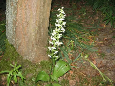 Цветок дикая орхидея: виды растения, характеристика и описание,  распространение, возможность выращивания дома, лечебные свойства