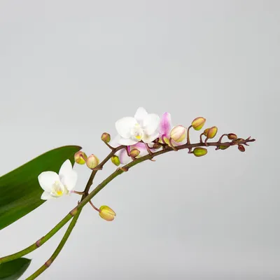 Орхидея фаленопсис бело-розовая дикая форма