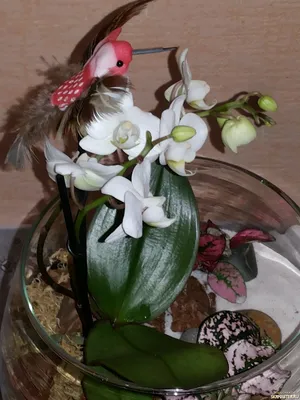 Букет Дикая орхидея из белых и зелёных орхидей купить с доставкой  Черноморск(Ильичевск) | Мисс Флора
