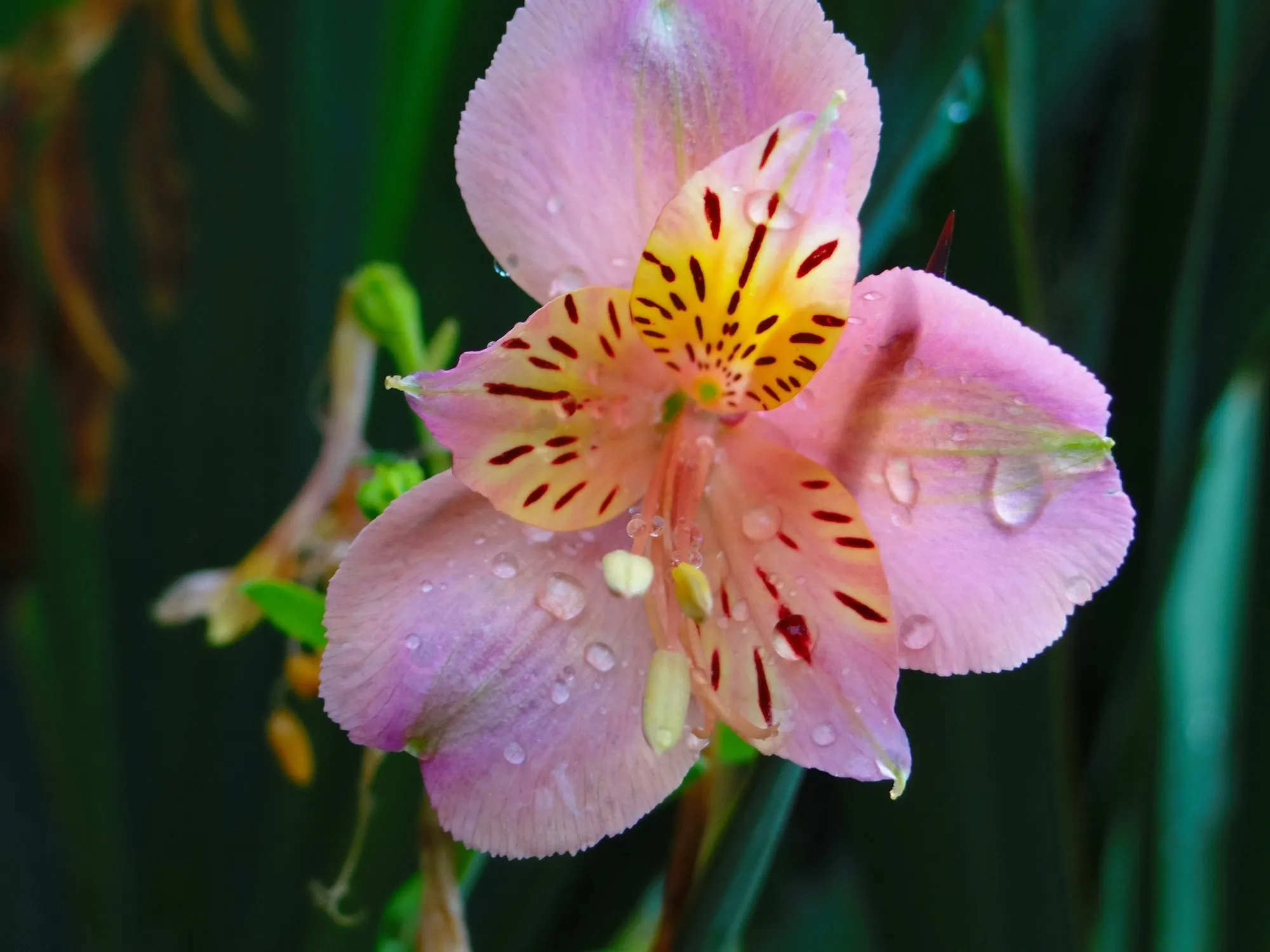 Клубные цветы. Дикая Орхидея растение. Дикая архидея растение. Орхидея Кассия. Дикая Орхидея цветок Люцили.