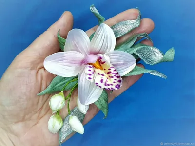 Фаленопсис дикая орхидея, фиолетовый цвет - обои на рабочий стол