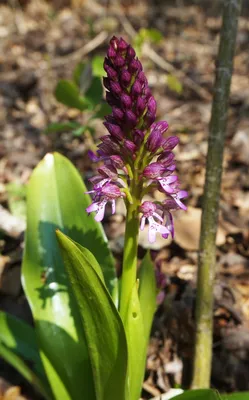 Дикая орхидея или ятрышник. Редкие растения, которые я повстречала в лесу |  Пикабу