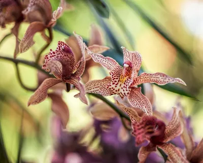 Цветы Из Дикая Орхидея — стоковые фотографии и другие картинки Без людей -  Без людей, Горизонтальный, Дикая растительность - iStock