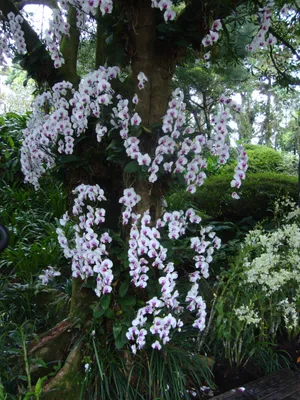 Himantoglossum hircinum | Orchideeën