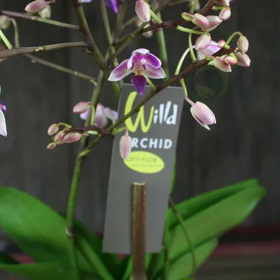Популярное Дикая орхидея №4655 от компании Fbrush