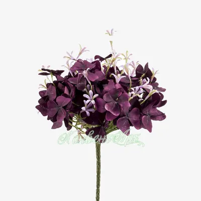 Оксалис цветок - 65 фото