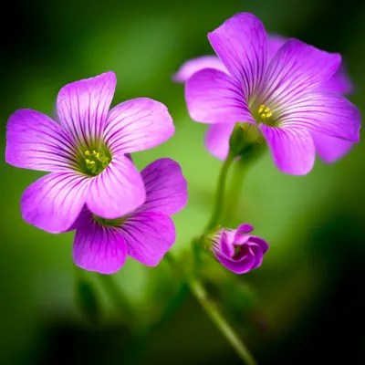 Кислица - Комнатные растения и цветы - Форум на HomeFlowers.ru
