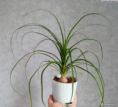 Бокарнея (Beaucarnea), или нолина (Nolina) - «Растение, которое я собираюсь  завещать внукам 😁 Выращивание из семечки» | отзывы
