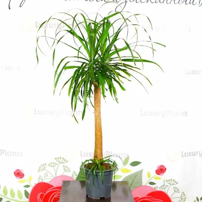 Нолина - бокарнея - бутылочная пальма - Beaucarnea - Nolina (130см) —  купить по низкой цене на Яндекс Маркете