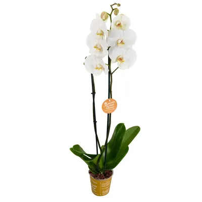Белая орхидея в горшке купить недорого, доставка - магазин цветов Абари в  Омске