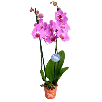 Сиреневая орхидея в горшке купить недорого, доставка - магазин цветов Абари  в Омске