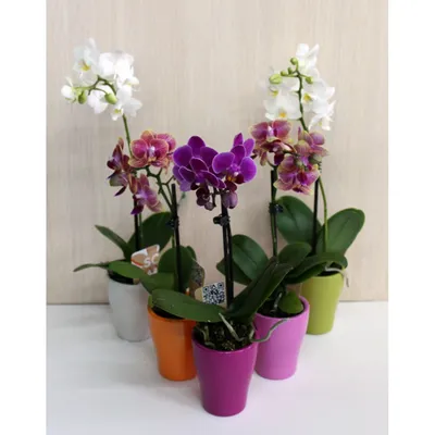 Мини-орхидея в керамическом горшке - купить в Киеве. Доставка, опт