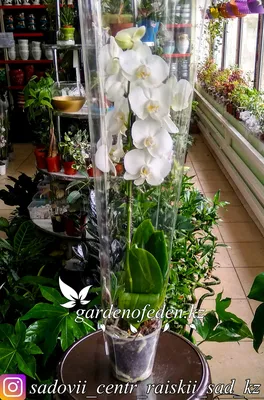 Орхидея \"Фаленопсис\" (в пластиковом транспортировочном горшке, под стеклом)  купить в Таразе по низкой цене
