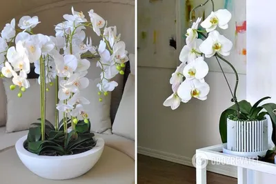 Орхидея – какой горшок подходит для цветка лучше всего