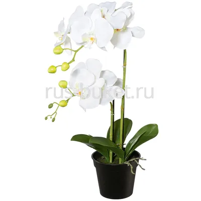 Подарок Орхидея фаленопсис 2-ствольная (Экстра)» – купить с доставкой по  Сургуту